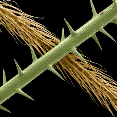 16 Megalopygidae.jpg
